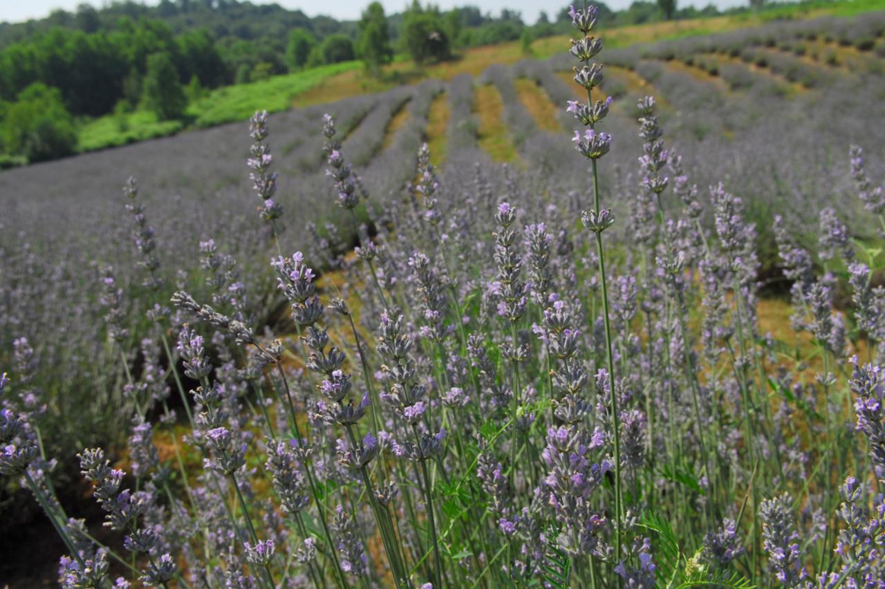 lavanda4