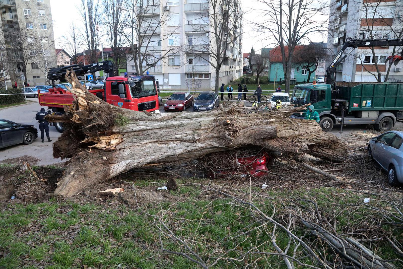 03.02.2023., Zagreb - Jak vjetar na Fallerovom setalistu srusio je stablo jablana na parkiraliste te ostetio vise vozila.  Photo: Zeljko Hladika/PIXSELL