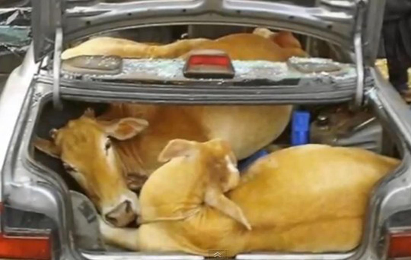 Корова в салоне авто