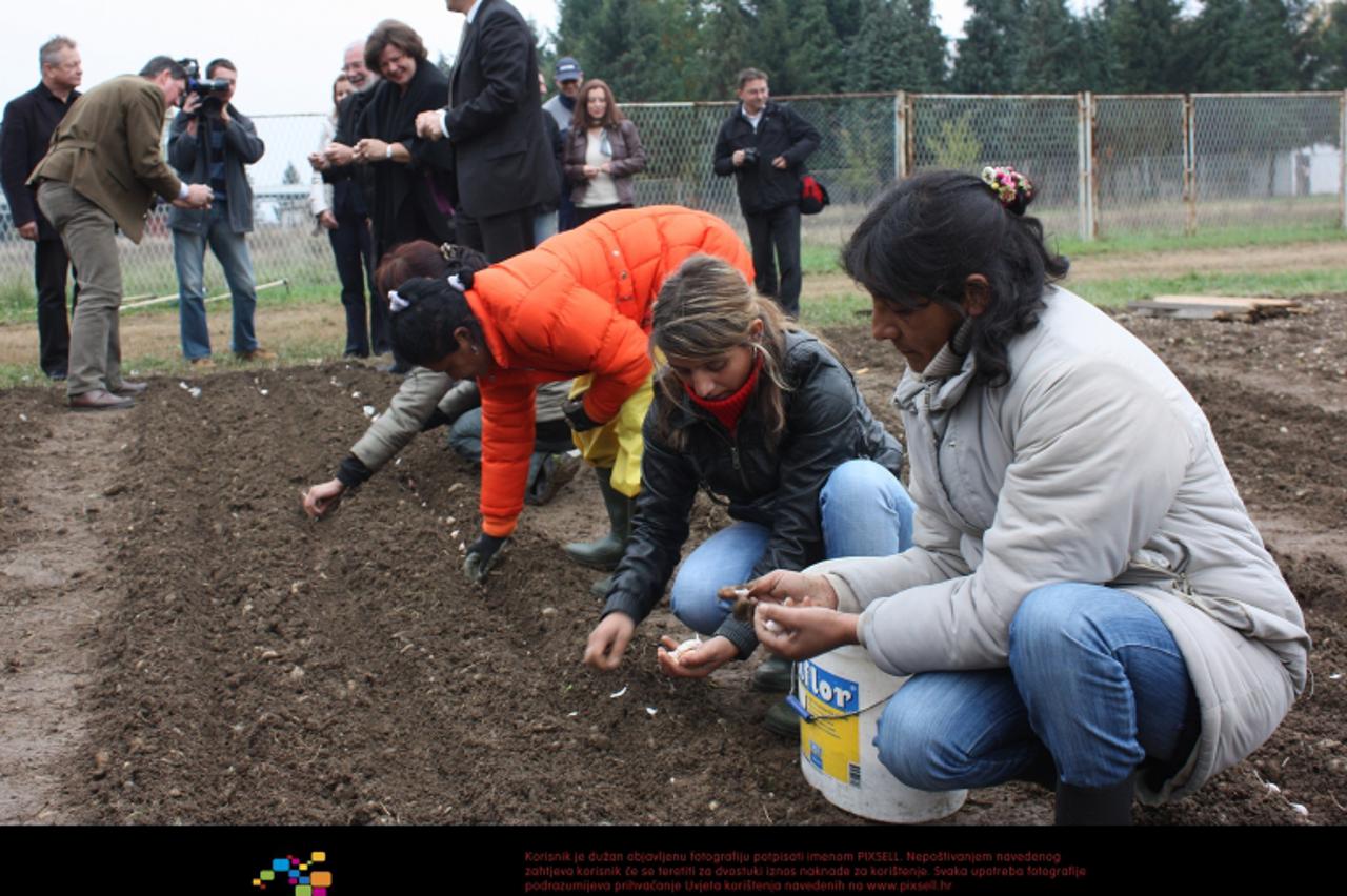 '28.10.2011., Koprivnica - U gradskoj vijecnici je odrzana konferencija za novinare povodom predstavljanja projekta Bioknoblauch - Romanes odnosno uzgoja bio cesnjaka. Tim se projektom zeli obnoviti p