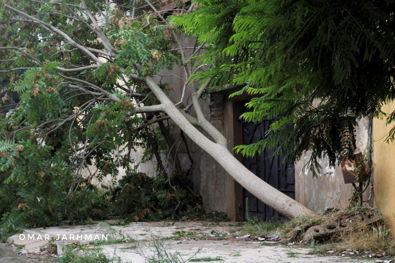 A fallen tree branch is pictured as a powerful storm and heavy rainfall flooded hit Shahhat city, Libya, September 11, 2023. REUTERS/Omar Jarhman NO RESALES. NO ARCHIVES. WATERMARK ADDED AT SOURCE. Photo: Stringer/REUTERS