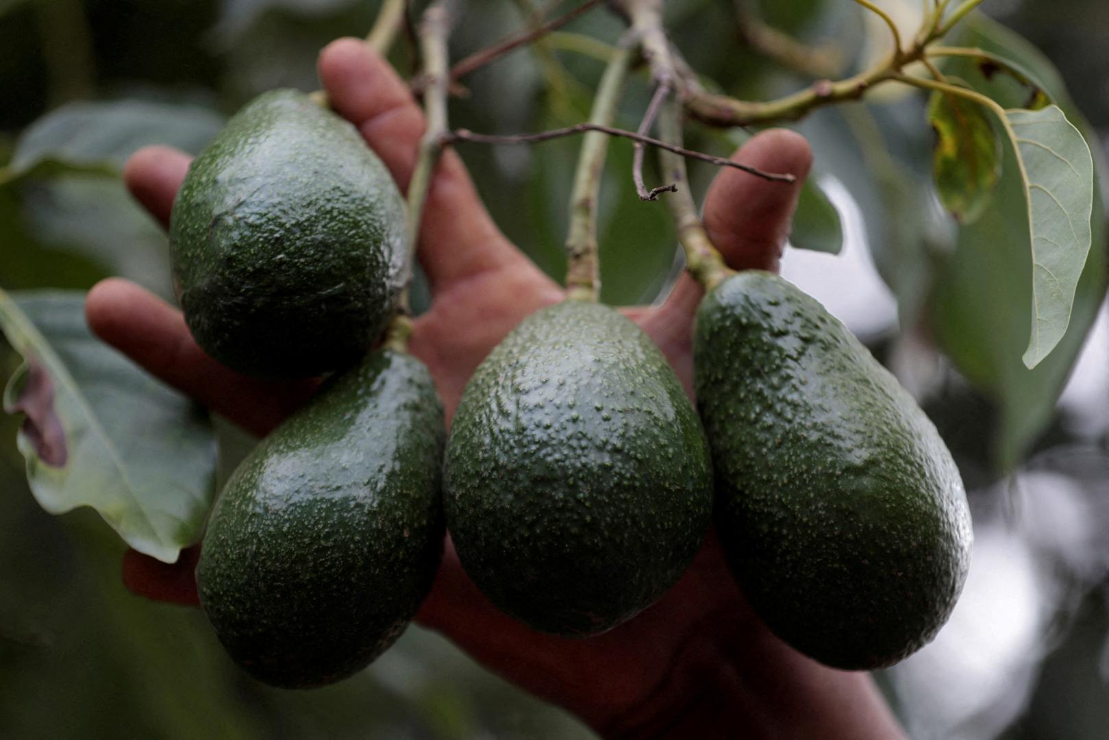 U plavoj zoni u Nicoyi popularna je kombinacija riže, crnog graha i različitog voća i povrća – od rajčica do avokada, papaje i plantana banana. Uz rižu i grah često se poslužuje i neka vrsta pečenih domaćih jaja, a Dan Beutner, koji je skovao izraz "plave zone", prethodno je govorio i o tikvicama, kamenu temeljcu kostarikanske prehrane, zbog čega na Nikoyi imaju dva i pol puta veću vjerojatnost da dožive 92 godine nego stanovnici SAD-a ili Europe.