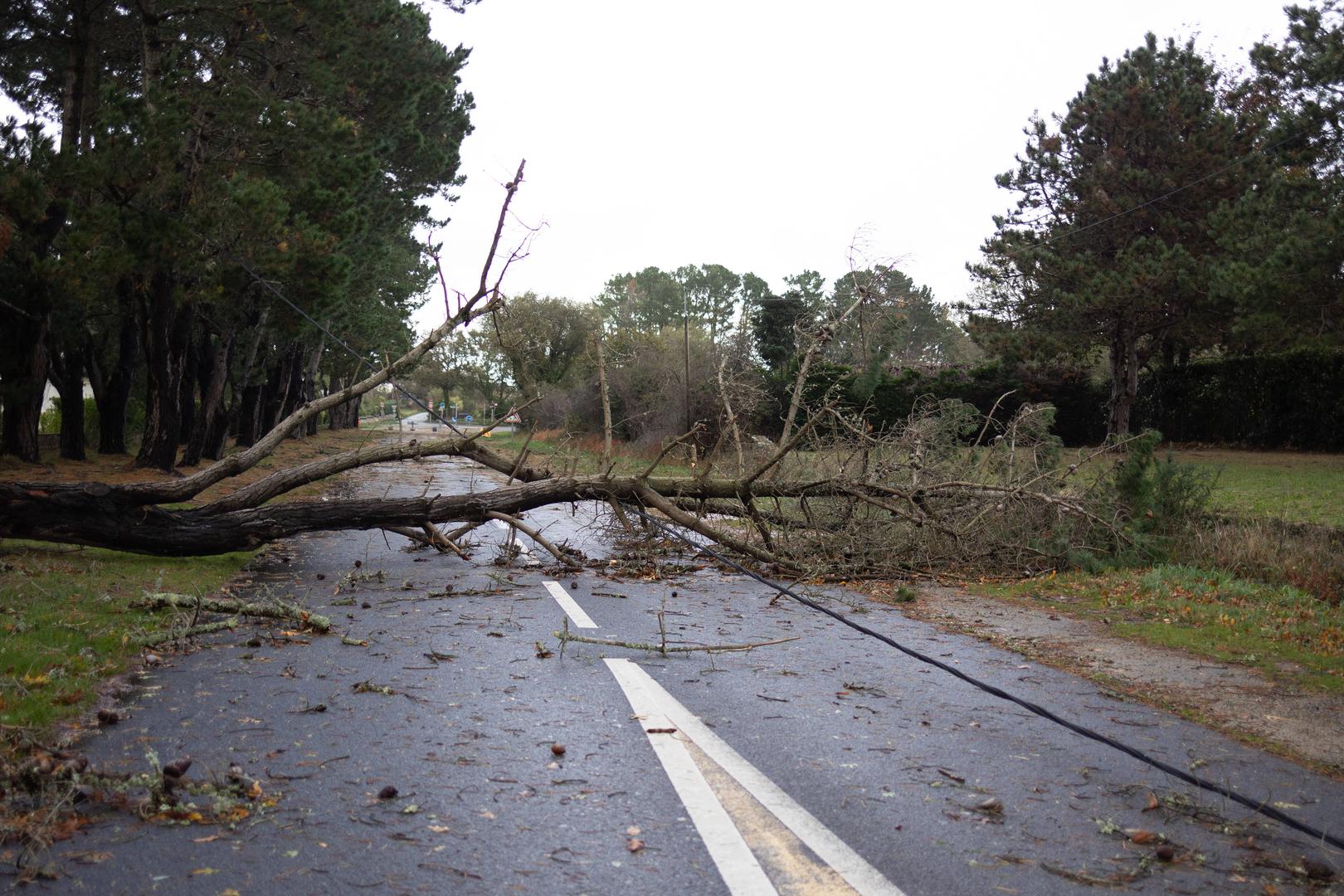 Fallen tree blocking the road in Carnac, western France, on November 2, 2023, as the storm Ciaran hits the region. Storm Ciaran battered northern France with record winds of nearly 200 km per hour killing a lorry driver as southern England remained on high alert on November 2, 2023 and rail operators in several countries warned of traffic disruptions. Some 1.2 million homes lost electricity overnight as the storm lashed France northwest coast, ripping trees out of the ground. Photo by Raphael Lafargue/ABACAPRESS.COM Photo: Lafargue Raphael/ABACA/ABACA