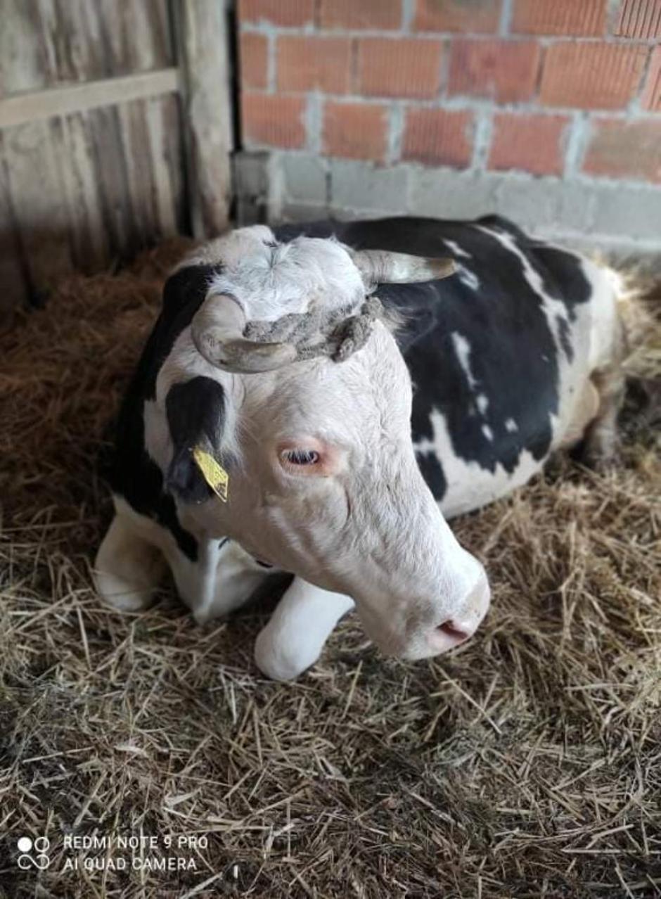 Šapa spasa - pomozite obnoviti Farmicu