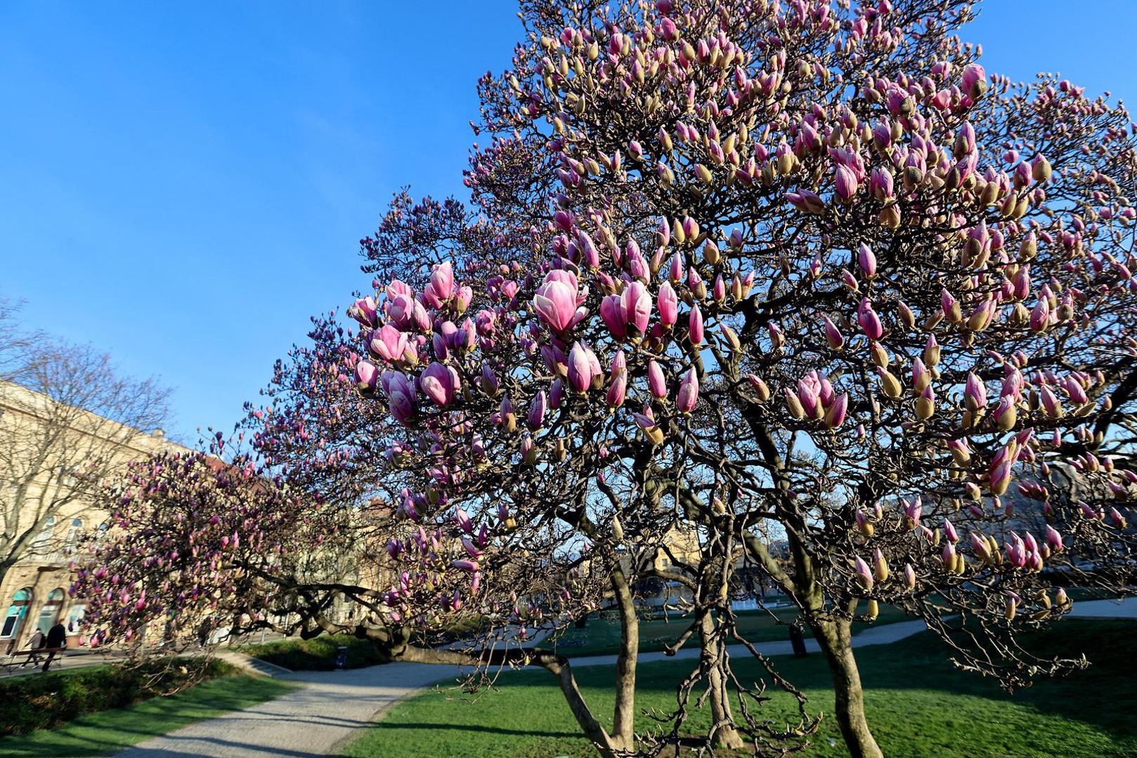  Raskošno drvo magnolije na Trgu kralja Tomislava postalo glavna kulisa za fotografiranje među prolaznicima.