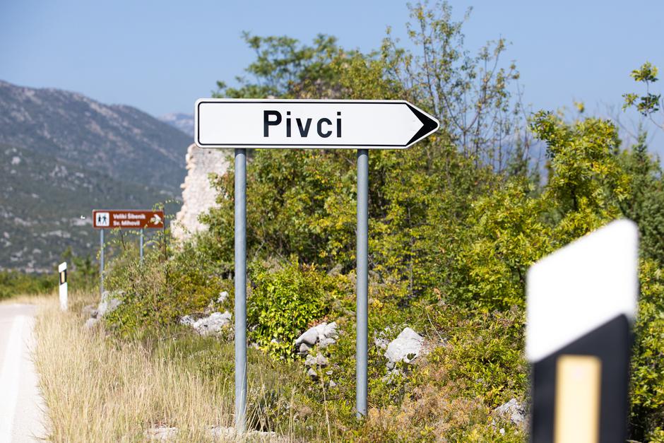 Pivci