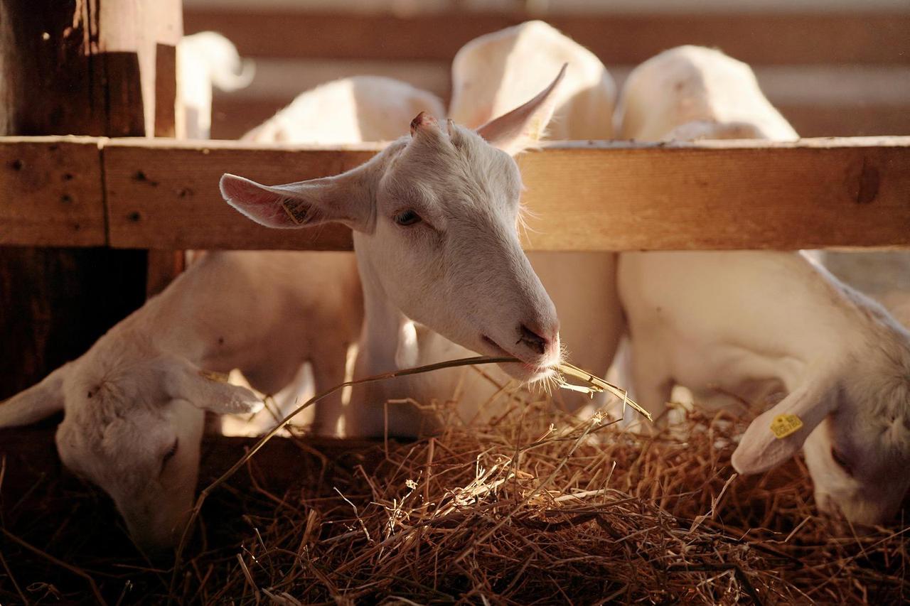 Goat plague weighs on Greek farmers still reeling from historic floods