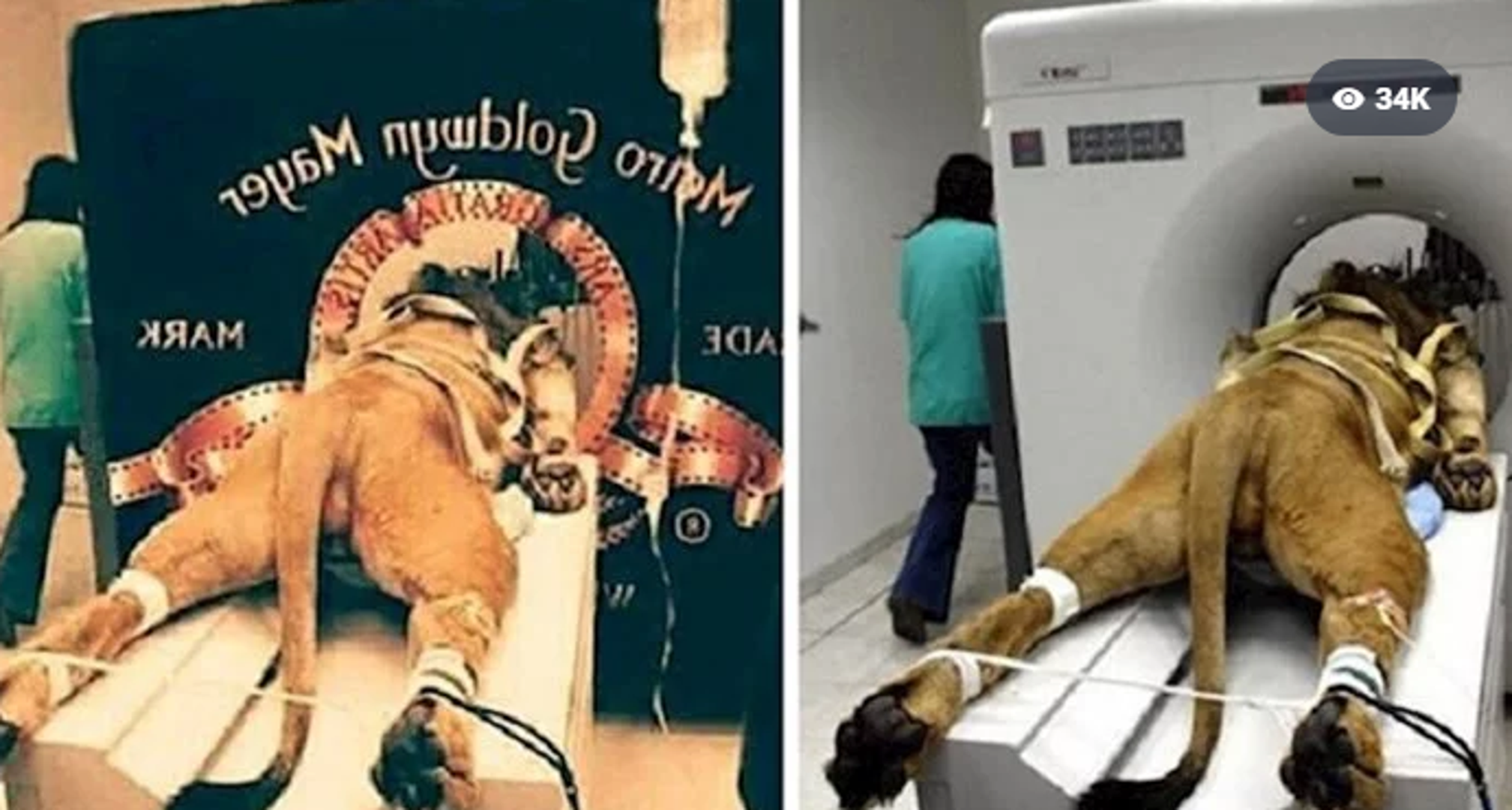 Ovog lava svi jako dobro poznajemo - on je glavni na uvodnoj špici Metro - Goldwyn - Mayer filmske kompanije. Iako je špica vrhunska, ovaj lav zapravo je na veterinarskom pregledu. Još jedna zanimljiva činjenica je da je postojalo 7 lavova koji su korišteni za stvaranje špice, a trenutni koji se zove Leo, pojavljuje se u većini filmova od 1957. godine.