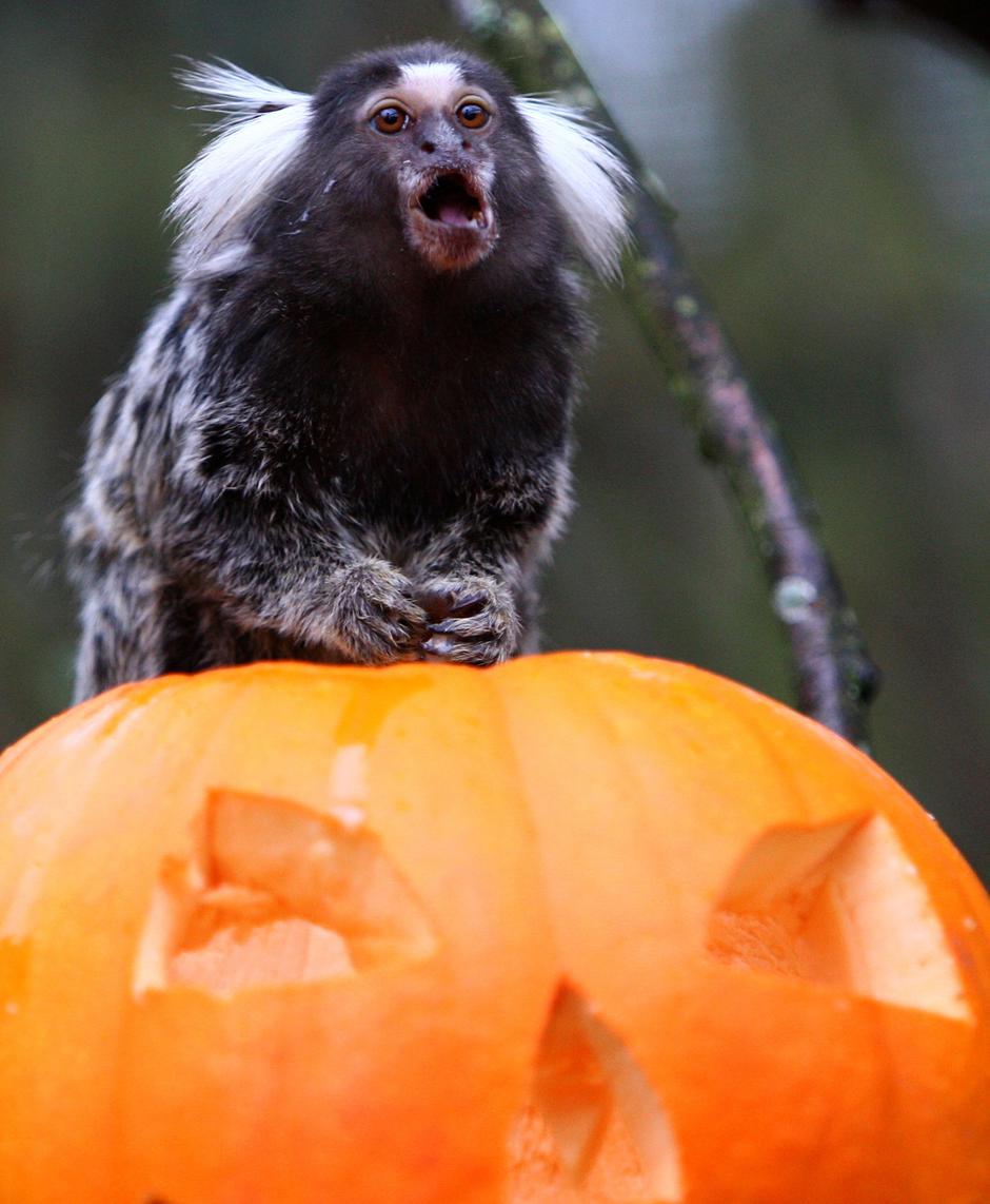 Halloween at Blair Drummond Safari Park