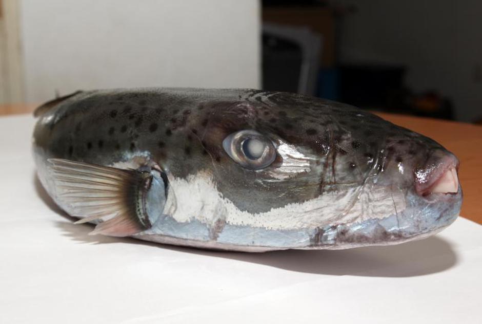 otrovna riba fugu, napuhača