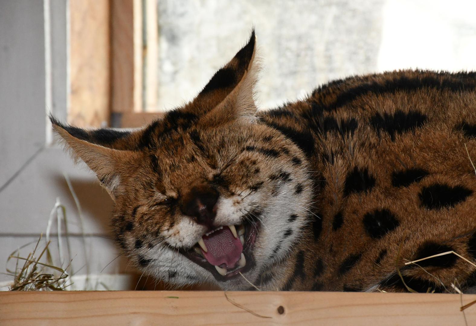 11.01.2024., Ruscica - Macka serval koja je pronadjena u Gorskom Kotaru, trenutno smjestena u Centru za zbrinjavanje zasticenih zivotinja, u privatnom ZOO vrtu Mirka Mileca u Ruscici. Photo: Ivica Galovic/PIXSELL