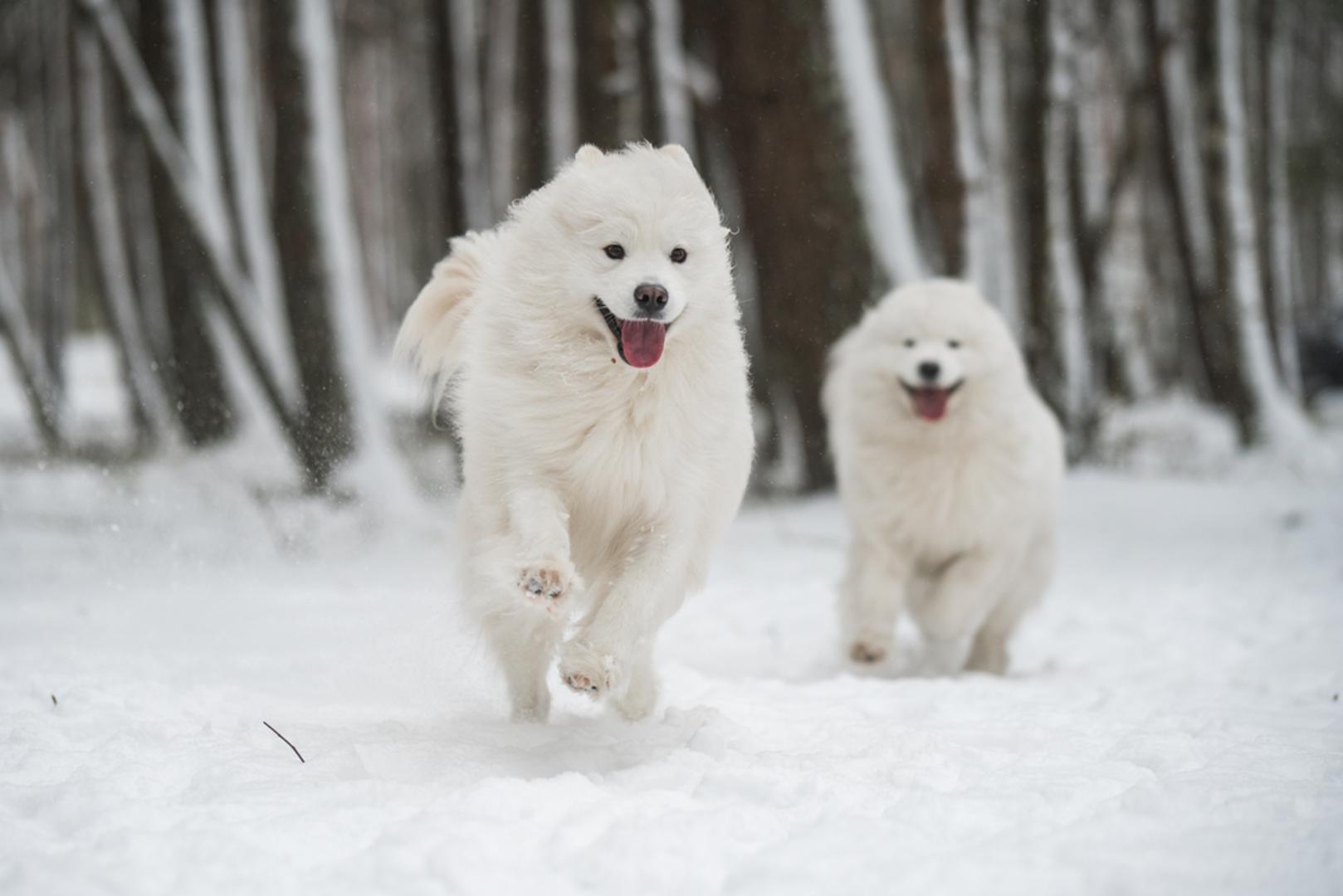 Samojed: Samojed je razigran, nježan pratilac koji izgleda poput malenog polarnog medvjeda. Ovi psi potječu iz Sibira, a uzgajani su za čuvanje sobova, lov i vuču saonica. Samojedima je potrebno mnogo vježbe da bi ostali sretni i rado će vas pratiti u vašim avanturama na skijama.