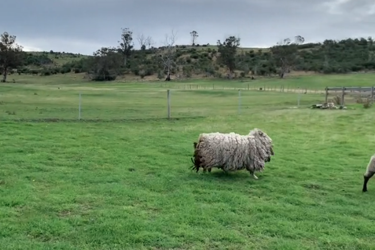 Izgubljena merino ovca