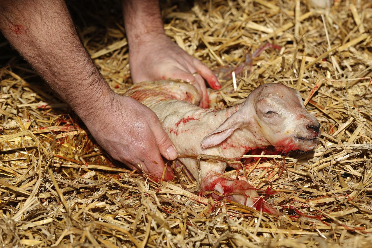 Lambing season - 2015Farmer David Nicholson cleans a lamb after birthing at Cannon Hall Farm, South Yorkshire, which has opened its gates to armchair farmers who want to get involved with lambing season.Lynne Cameron Photo: Press Association/PIXSELL