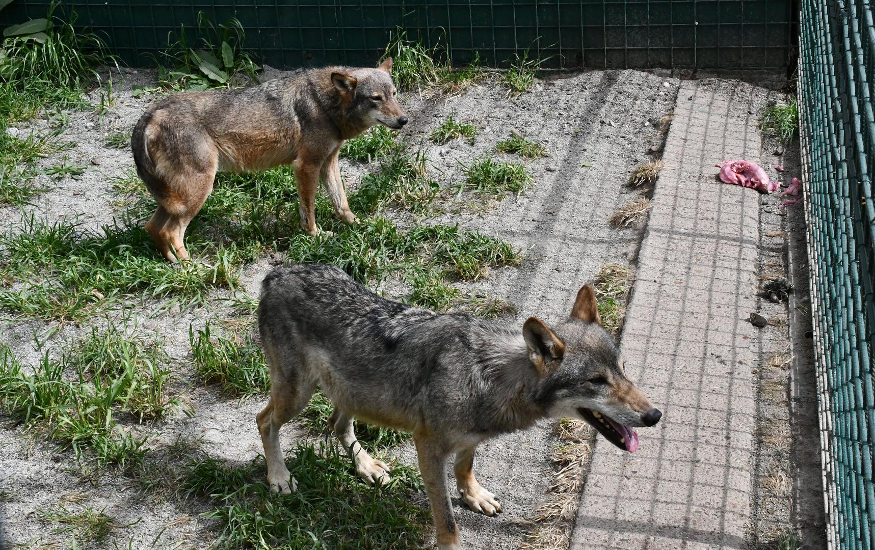 Uz nju, novi stanovnici tog ZOO-a su i vuk i vučica spašeni iz nehumanih uvjeta u kojima ih je držao splitski psihijatar.

