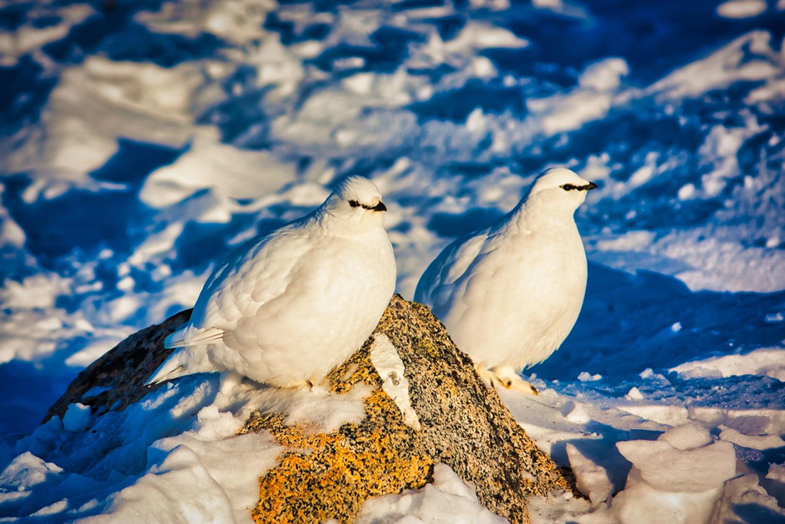 IZMET PTARMIGANA Da, pravi pravcati izmet ptice ptarmigan koju još zovu i snježnom kokoši, prava je poslastica u pojedinim dijelovima Grenlanda. Skuplja se tijekom hladnih zimskih mjeseci jer je tada tvrd, a dobra vijest za skupljače je za ptarmigani nuždu gotovo uvijek obavljaju na jednom mjestu. Njihov izmet najčešće se priprema a mašću i mesom tuljana. Koji je još jedna pomalo bizarna grenlandska delicija