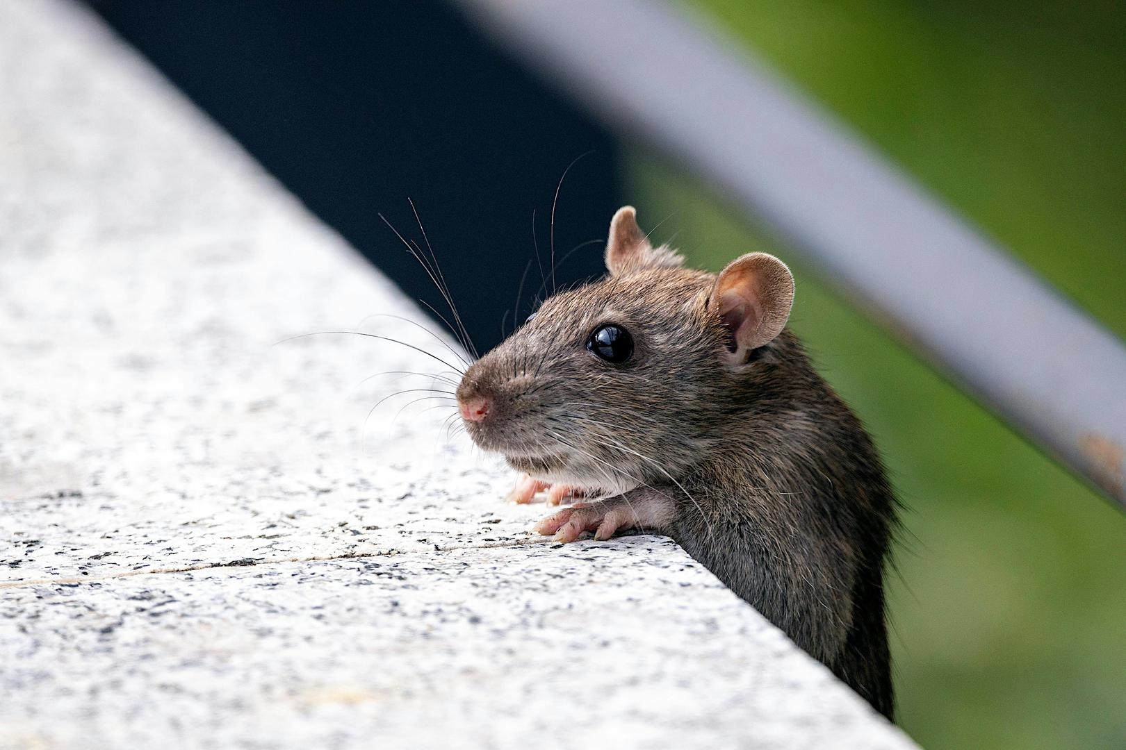 Odbijanje štetočina od naših domova, posebno glodavaca, važno je za svakog od nas. Vidjeti miša kako se kreće po kući može izazvati paniku, no postoji razlog zbog kojeg je vaš dom postao njihovo sklonište – i dobra vijest je da ih možete spriječiti na human način. S dolaskom jeseni, miševi ulaze u naše domove tražeći toplinu. Neuredne kuće, s puno mjesta za skrivanje i ostavljenim mrvicama hrane, idealno su okruženje za njih, piše Mirror. 