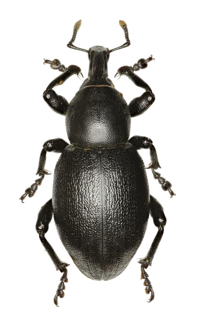 Curculionoidea - natporodica kukaca iz reda kornjaša ili coleoptera živi u 82 posto domova.