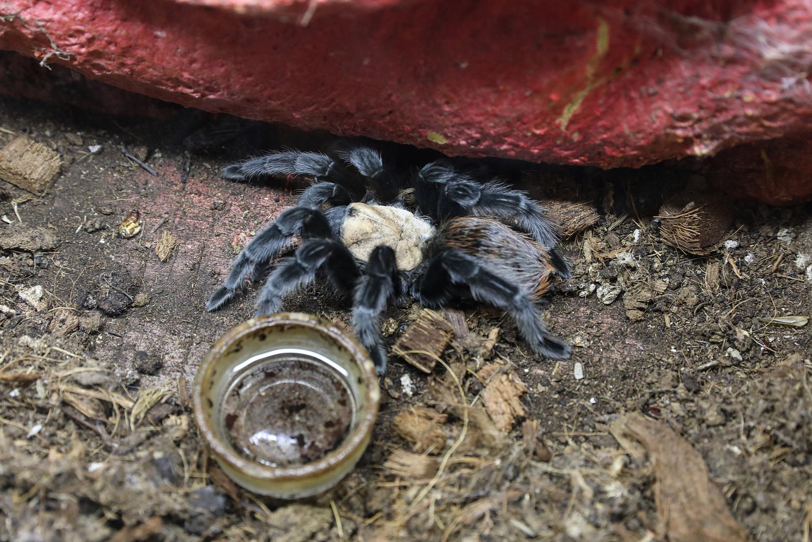 Svi posjetitelji tarantule mogu vidjeti izbliza, a oni hrabriji mogu ih držati i besplatno fotografirati.