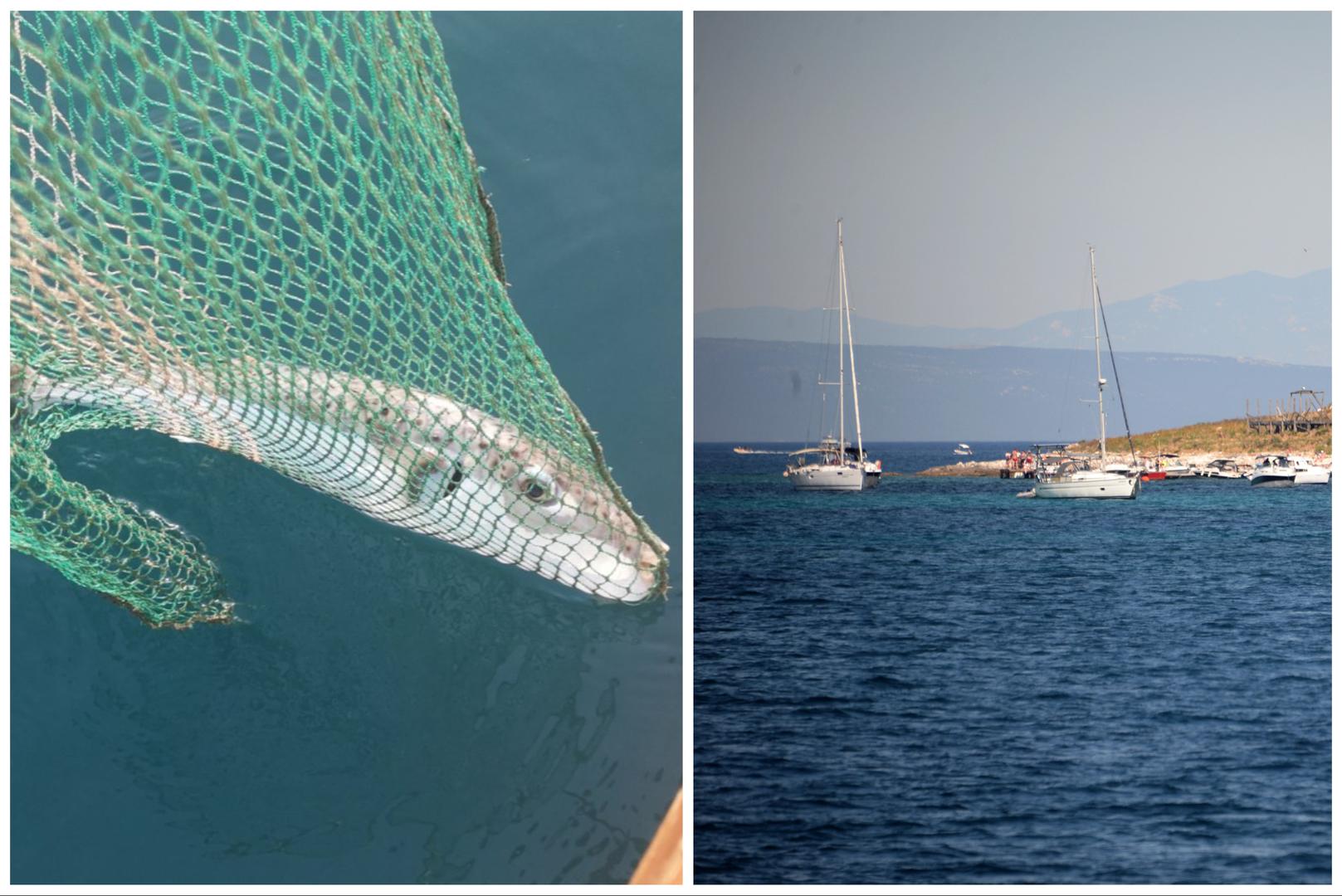 Ove ribe su invazivne i putuju iz Crvenog mora preko Sueskog kanala do Sredozemlja. 