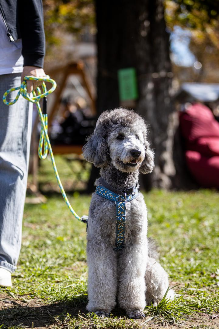 Drugo izdanje Festivala pasa svih rasa startalo je u petak na Trgu dr. Franje Tuđmana, a tamo su se okupili brojni četveronošci i njihovi vlasnici, veterinari, treneri, groomeri, djelatnici prihvatilišta