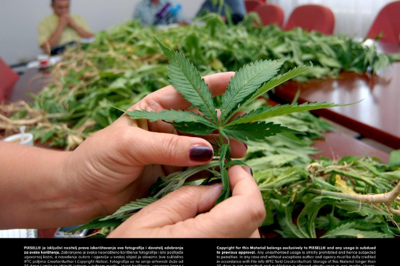 '26.06.2012, Slavonski Brod - Policija na podrucju opcine Slavonski Samac u BP zupaniji otkrila i zaplijenila veliki nasad indijske konoplje tipa kanabis-marihuana. Photo: Ivica Galovic/PIXSELL'