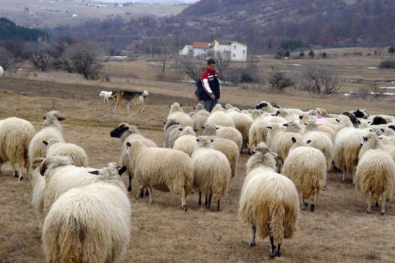 'POKBIH...RAKITNO...PASTIR FAHRUDIN SA OVCAMA...SNIMIO BRACO SELIMOVIC...ZA TEKST VESNA LETO'