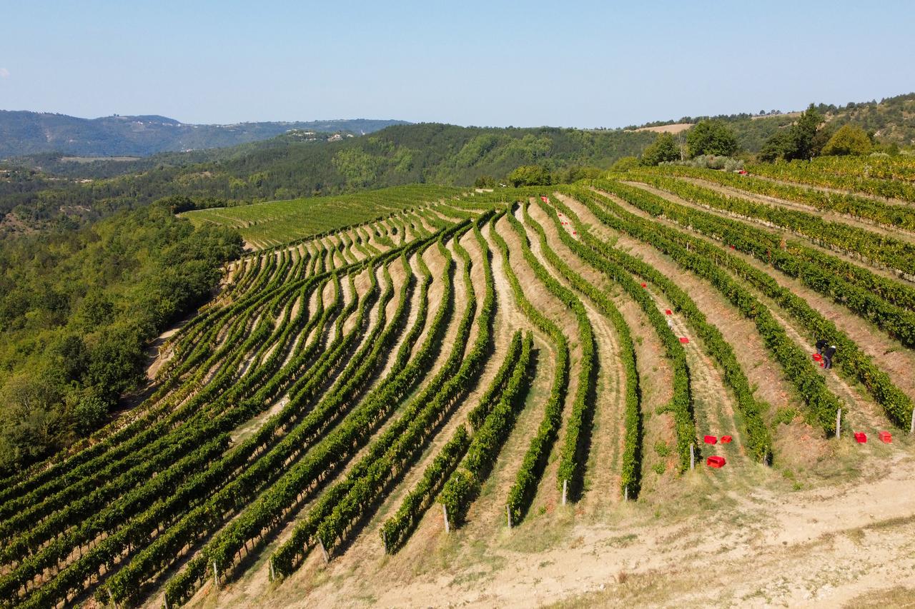 Grimalda: Fotografije iz zraka vinograda vinara Ivice Matoševića