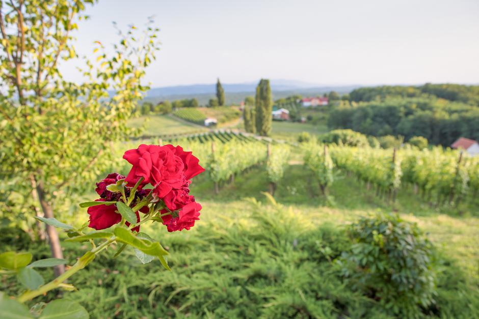 Svijet graševine