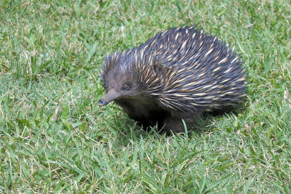 Echidna porcupine walking on green grass