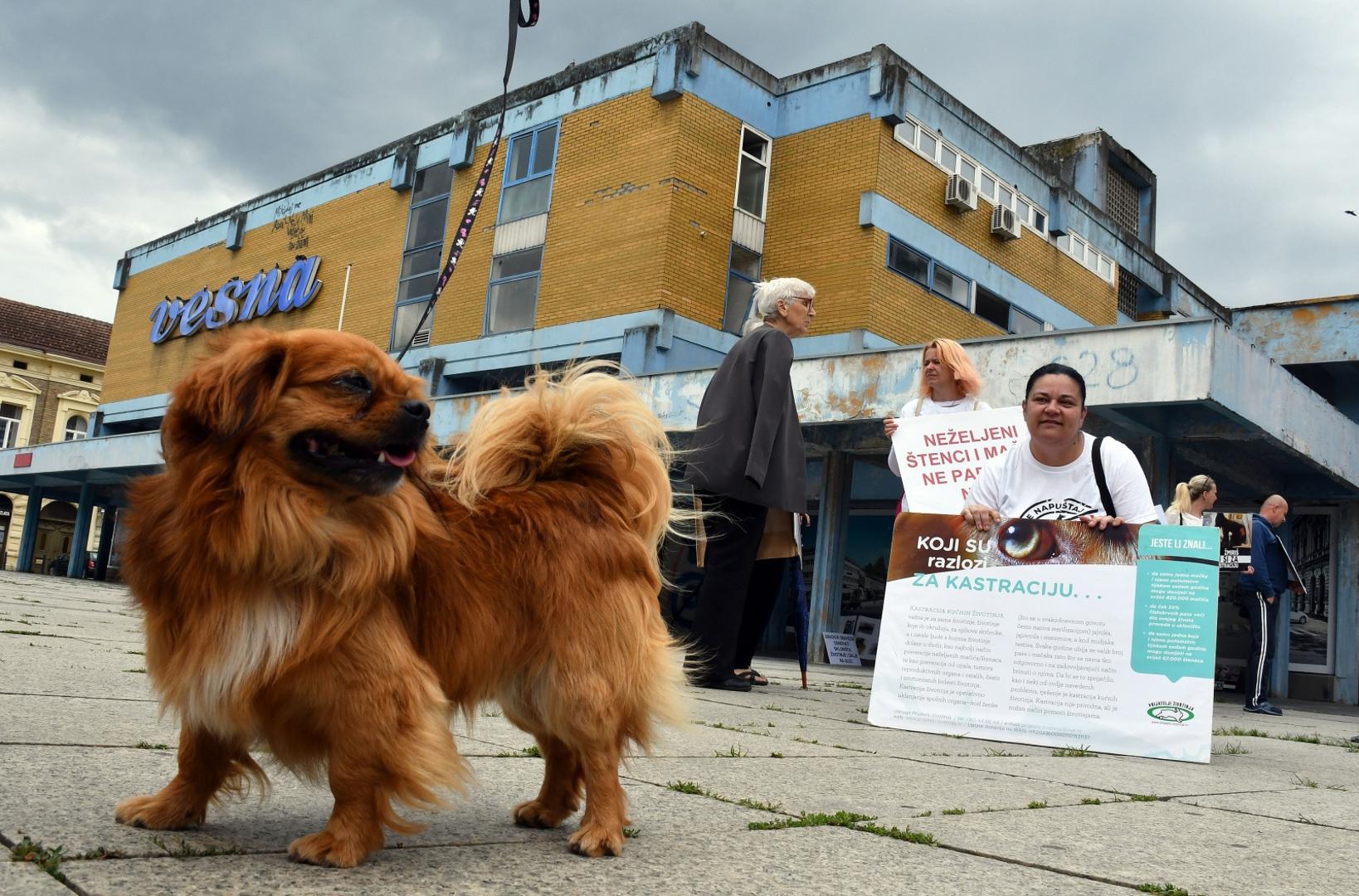 20.06.2020. Slavonski Brod - Prosvjedni skup ljubitelja zivotinja Ulica bez lutalica. Photo: Ivica Galovic/ PIXSELL