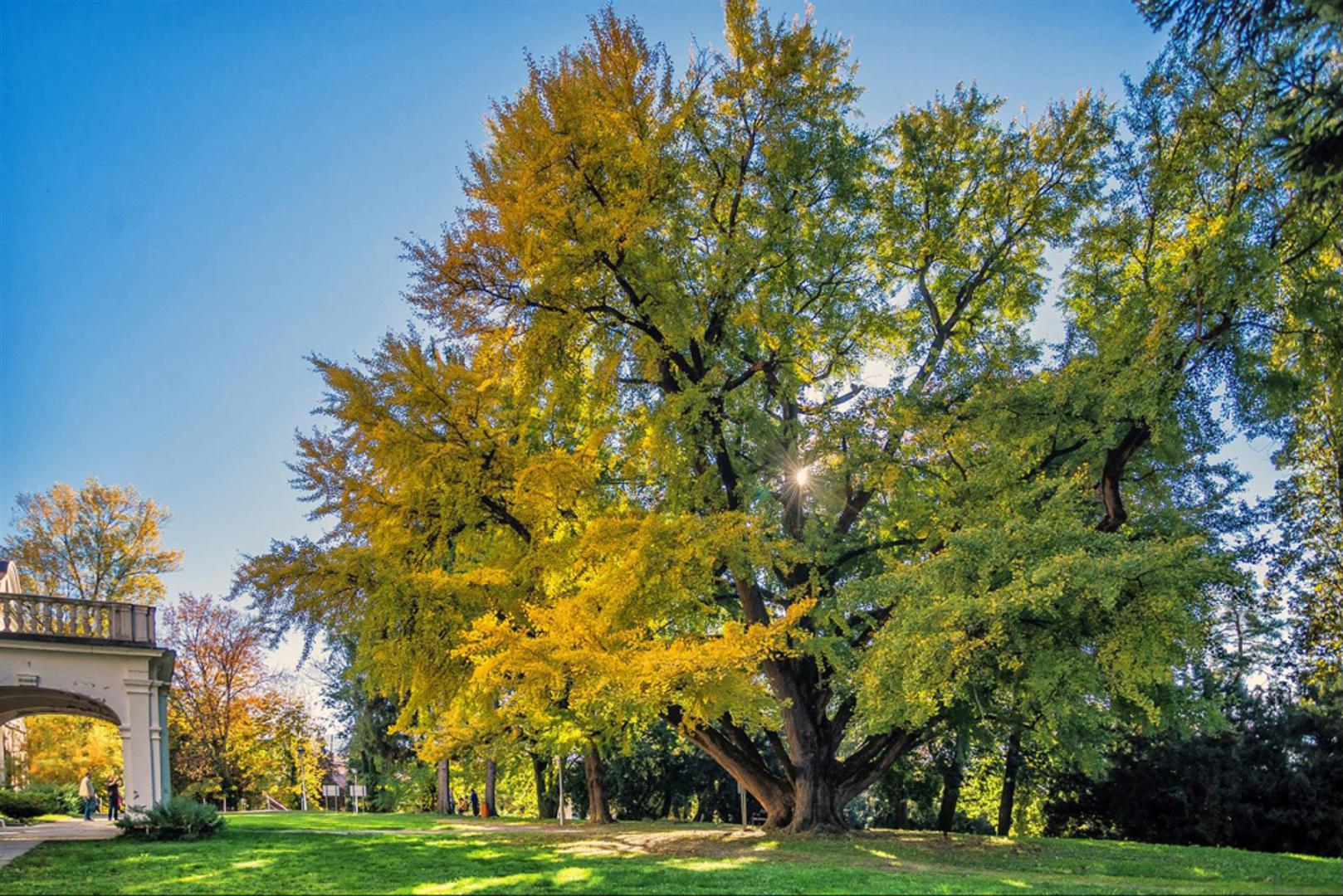 Ginko - Muškom primjerku s opsegom debla od sedam metara Daruvarčani su nadjenuli ime Adam. Ginko je, kažu, najstarija vrsta drveća na planetu koja postoji više od 200 milijuna godina. Adam je najstarije stablo ginka bilobe u Hrvatskoj i drugo najstarije u Europi