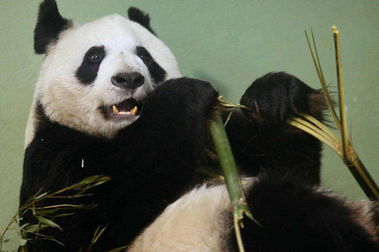 panda tian tian