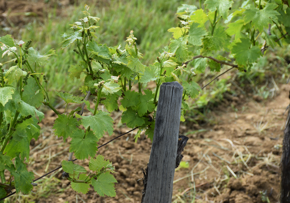 Vinarija KUTJEVO