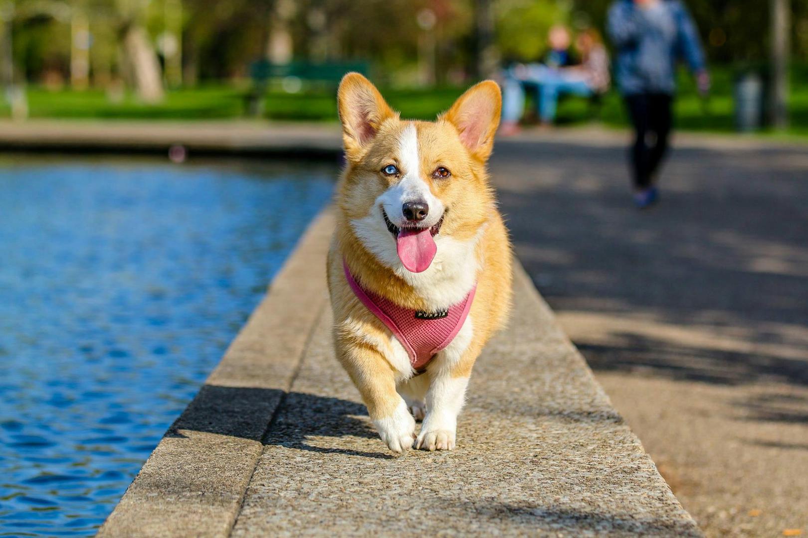 2. Pembroke Welsh Corgi: "Korgiji su preslatki, što je sigurno jedan od razloga zašto su bili doživotni ljubimci kraljice Elizabete II., no prema riječima ''tete'' iz psećeg vrtića, imaju previše energije i stalno se žele negdje uvaljati i zaprljati. A, naravno, tu je i njihovo često lajanje. S tim se slažu i ljudi iz AKC-a koji korgije opisuju kao vrlo energične pse, a za glasnoću laveža dobivaju zasluženu četvorku. Isto tako, kažu iz udruženja, treba im stalna stimulacija da im ne bude dosadno.