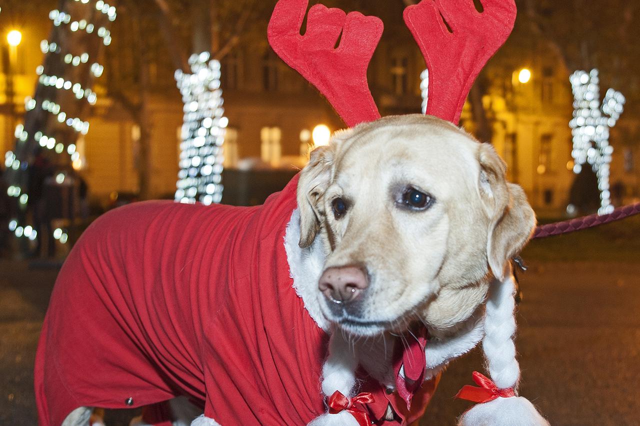 30.11.2013., Zrinjevac, Zagreb - Povodom Bozicnih blagdana na zagrebackom Zrinjevcu organiziran je takozvani Advent na Zrinjevcu, a na kojemu ce biti raznih dogadjanja, koncerata, te se mogu kupiti razni pokloni domace proizvodnje. Danas su svecano upalje