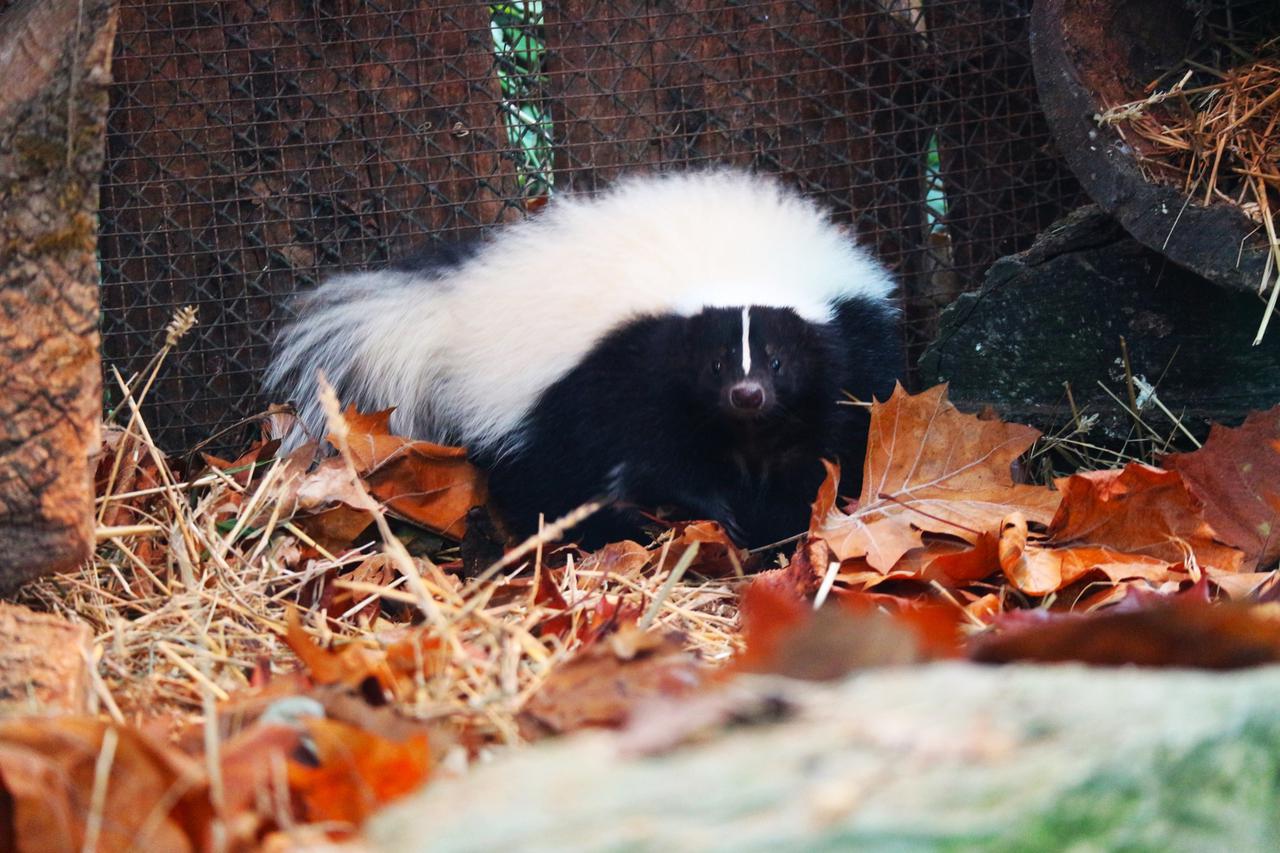 Novi stanari na Makismiru: Tri prugaste smdrljivice stigle u zagrebački ZOO