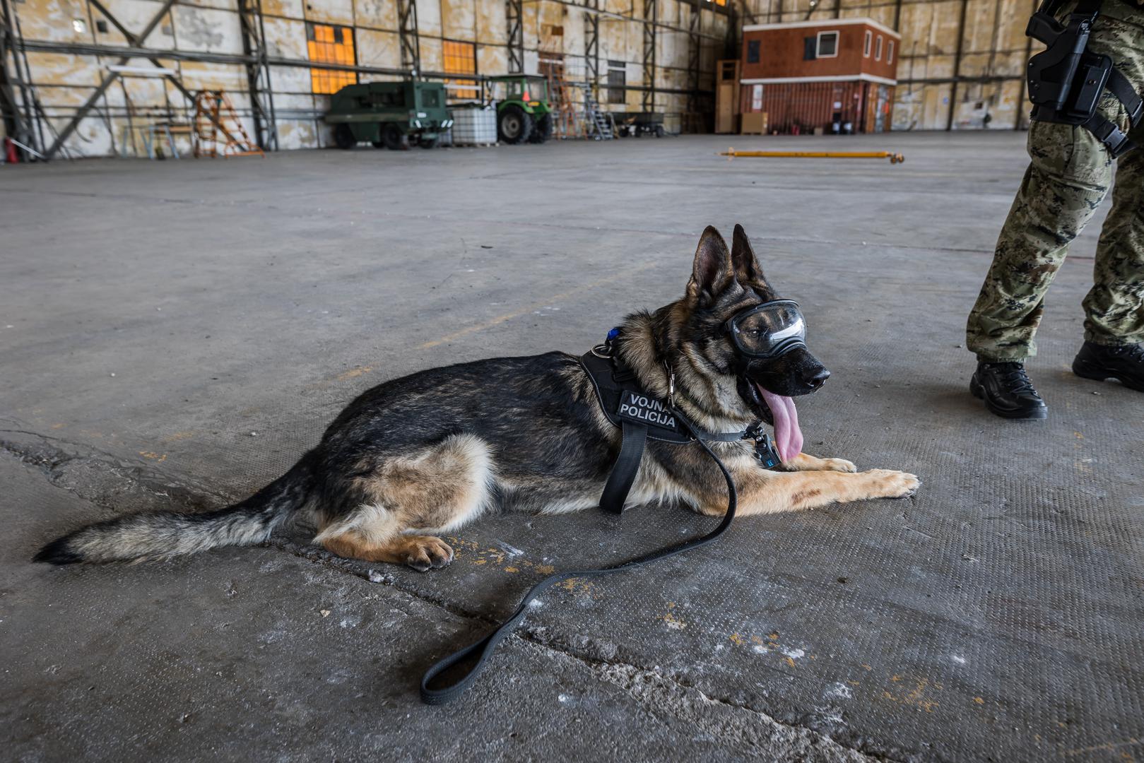 Jučer je u vojarni Knez Trpimir u Divuljama održana impresivna vježba službenih vojnih pasa iz Hrvatske vojske i deset zemalja članica NATO saveza. Ova vježba, koja se održava u sklopu NATO Foruma radnih pasa vojne policije, imala je za cilj demonstrirati operativne sposobnosti pasa i njihovih vodiča u različitim scenarijima, kako u mirnodopskim uvjetima tako i u situacijama sukoba, pišu iz MORH-a. 