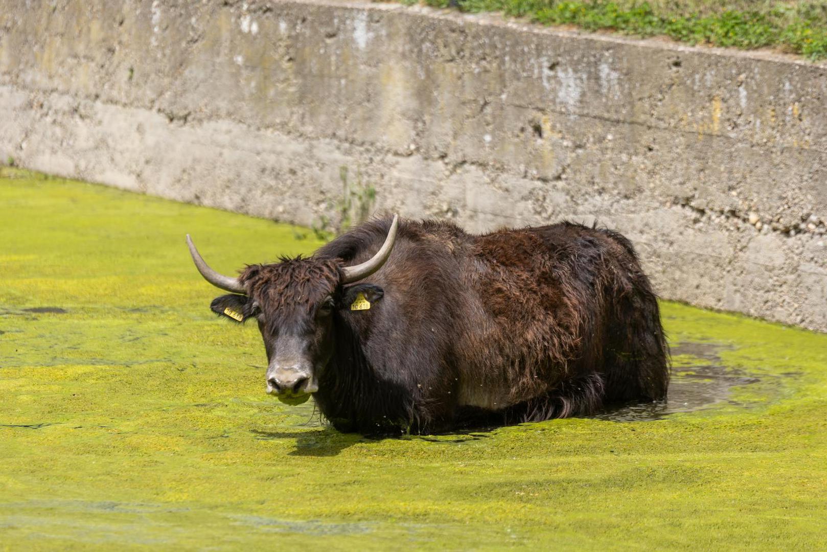 Voda se pojavila u nižim dijelovima ZOO vrta, no bizoni su ju iskoristili za kupanje.