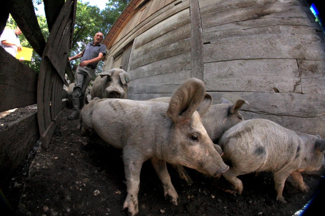 '10.08.2001.Turopolje- Radnici na farmi za uzgoj Turopoljskih svinja Plemenite opcine Turopolje utovaruju svinje u traktor i kamion i odvoze u klaonicu po nalogu veterinarske inspektorice Anete Karaka