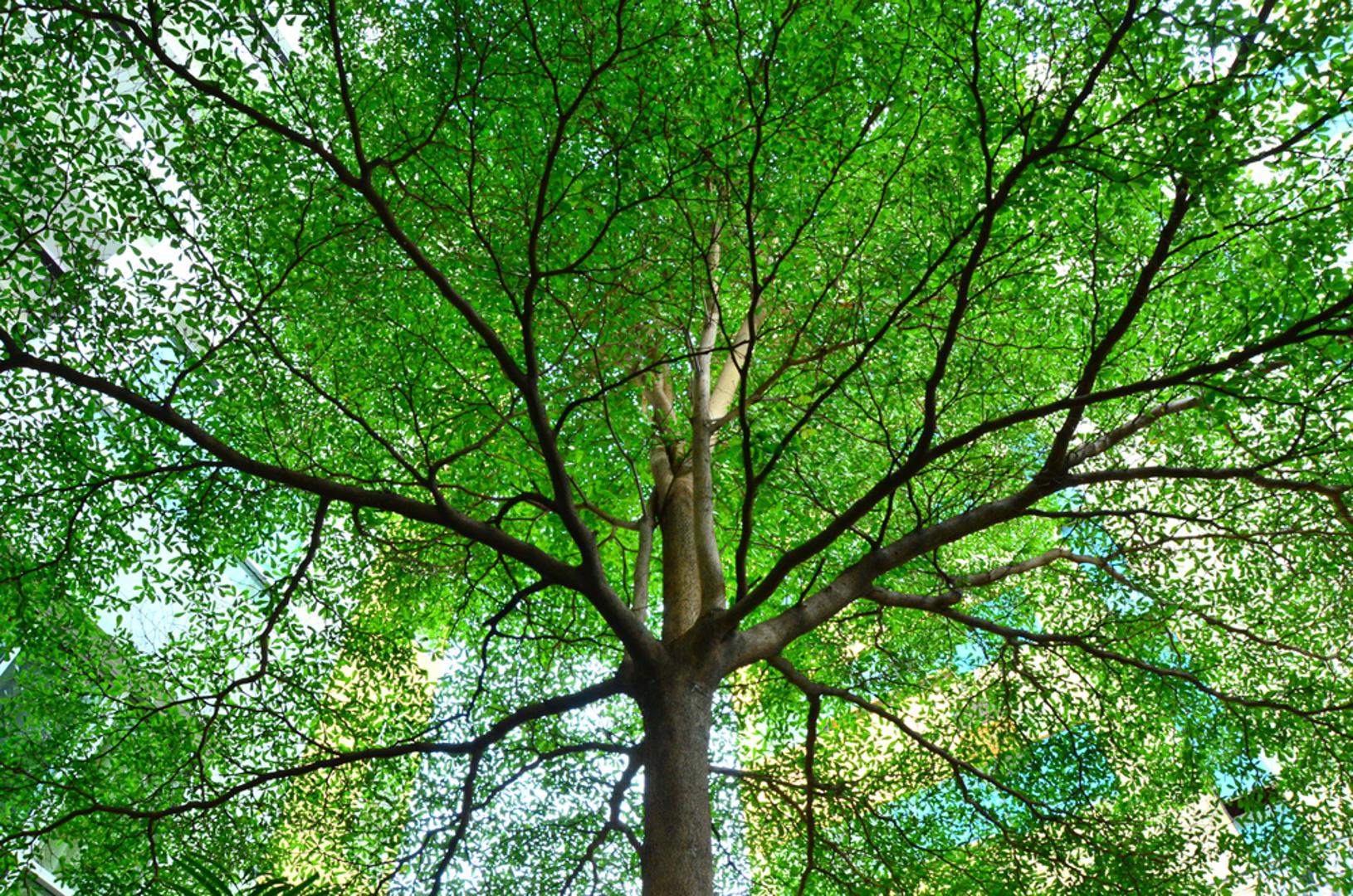 Stajanje ispod drveta: Grom često pogađa stabla, posebice ako su osamljena na većoj površini. Stoga nikad ne tražite zaklon od grmljavinske oluje ispod drveta! Prema nekim istraživanjima upravo je to drugi vodeći uzrok smrti tijekom grmljavinskih nevremena u svijetu.