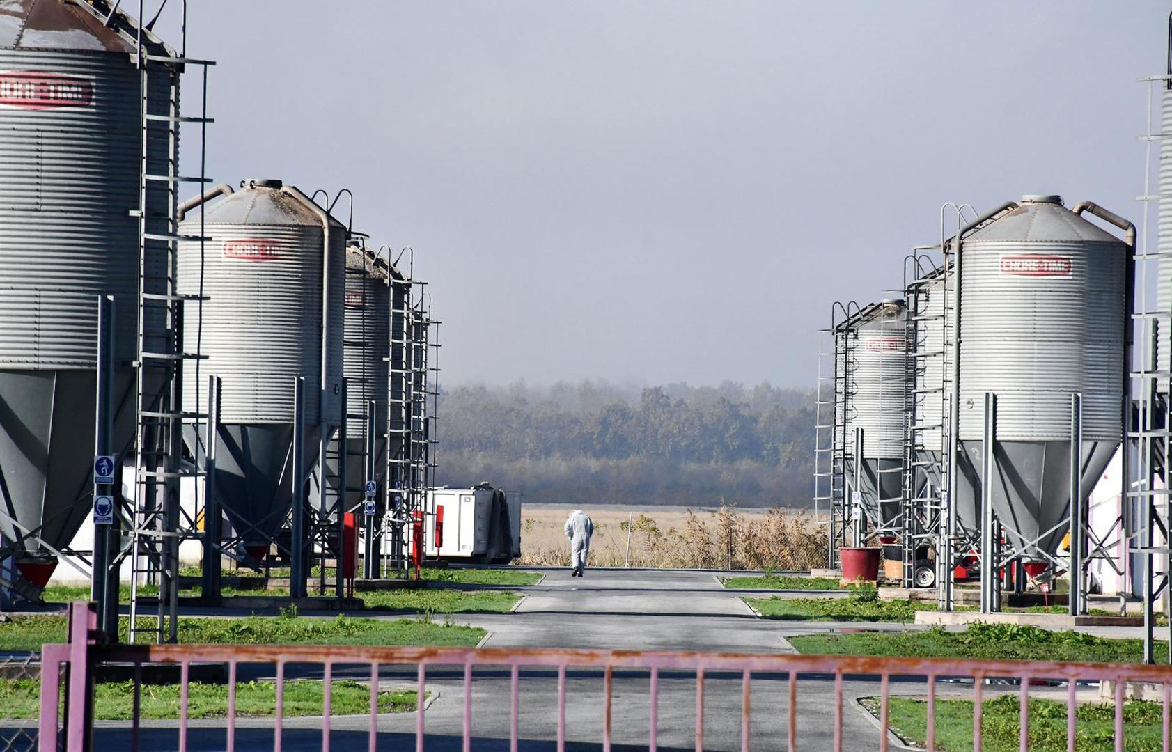 16.11.2023., Slavonski Kobas - Vindonova farma purana u blizini Oriovca na kojoj je otkrivena pticja gripa. Photo: Ivica Galovic/PIXSELL